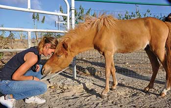 La communication animale