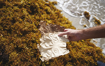 Sargassum Project <small class="subtitle">An Encounter with Pierre Antoine Guibout, founder</small>