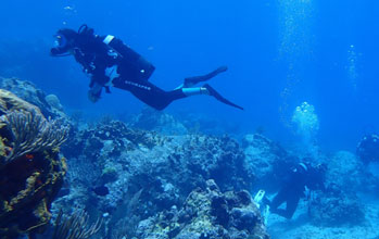 Suivi de la Réserve Naturelle<br>par l’Agence Territoriale de l’environnement de Saint-Barthélemy